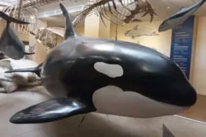 Visite à l'Aquarium de Biarritz
