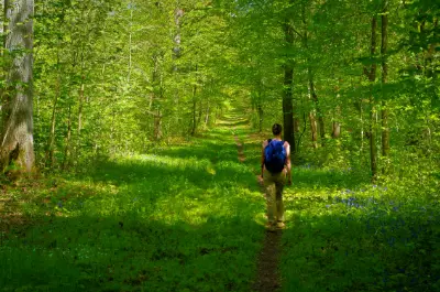 Forêt de Compiègne