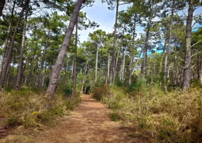 La randonnée de Mimizan