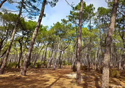 La randonnée de Mimizan