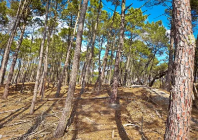 La randonnée de Mimizan