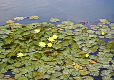 Le Château de Versailles - Domaine de Marie-Antoinette