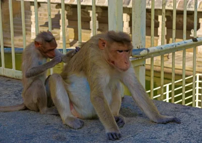 Le Temple Chamundeshwari Mysore