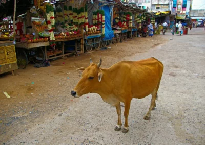 Le Temple Chamundeshwari Mysore