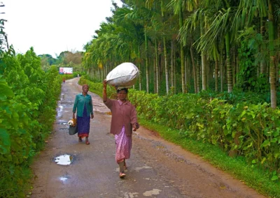 Les Plantations de café et de poivre dans la région de Mysore