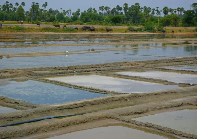 Les Salines de Marakkanam en inde