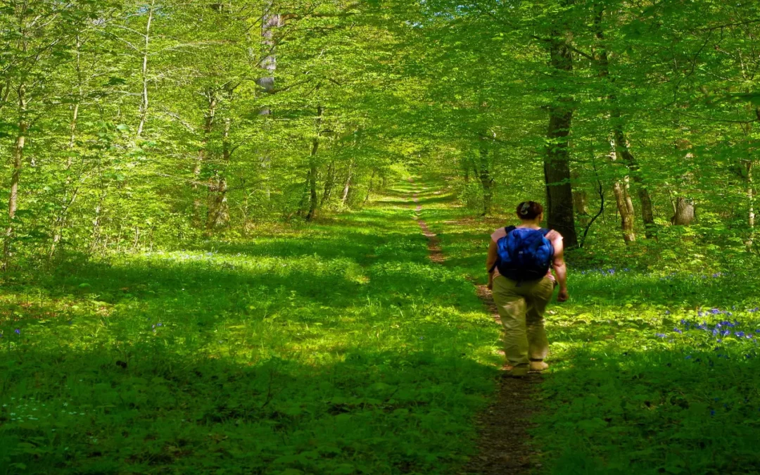 Forêt de Compiègne