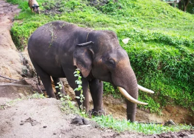 Réserve Annamalai National Park