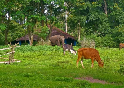 Réserve Annamalai National Park