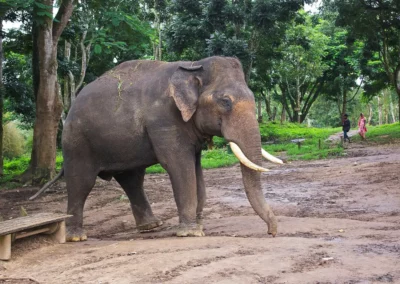 Réserve Annamalai National Park