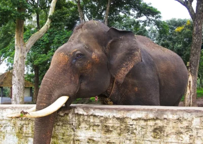 Réserve Annamalai National Park