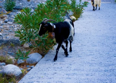 Village d'Agia Roumeli