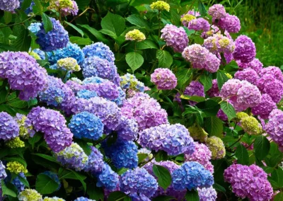 La région de Munduk