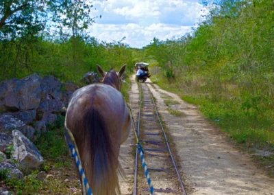 Les Cenotes Chunkanan au Yucatan