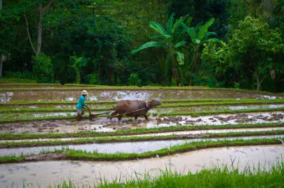 Les Rizières de Jatiluwih