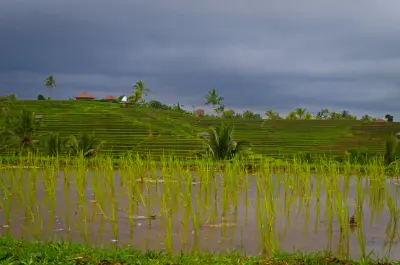 Rizières de Blimbing