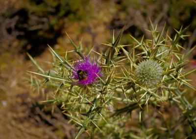 Trek Mont Psiloritis