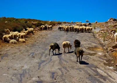 Trek Mont Psiloritis