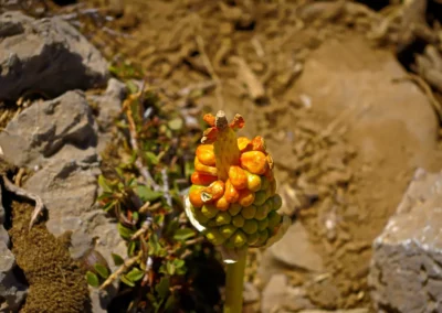 Trek Mont Psiloritis