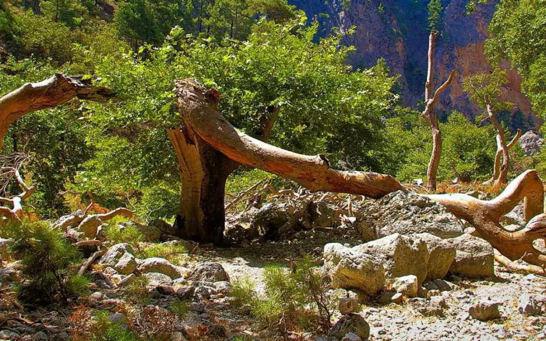Parc National de Samaria