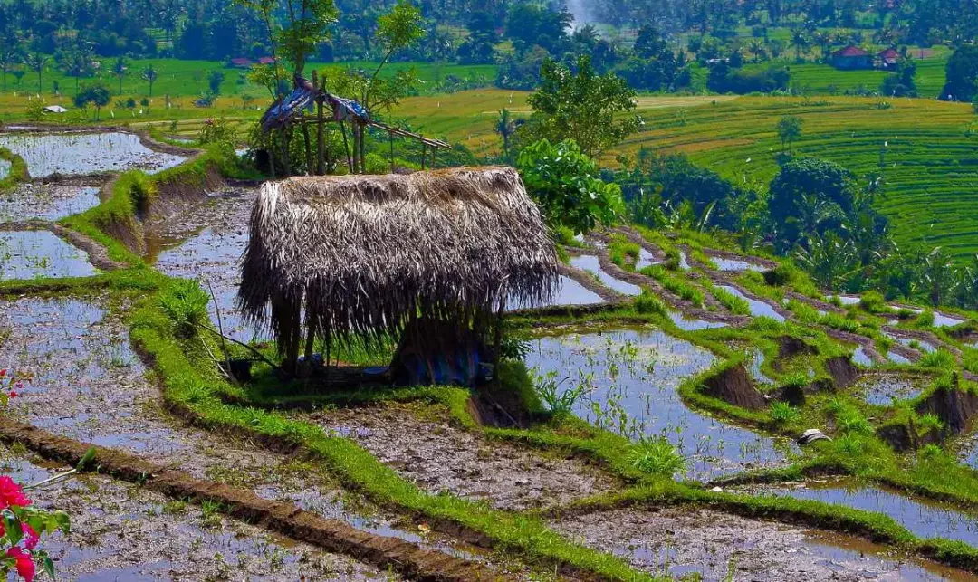 Bali Aga de Tenganan