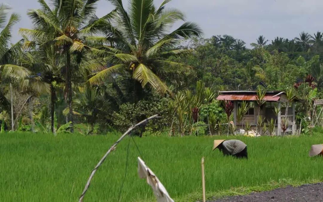 Sebatu